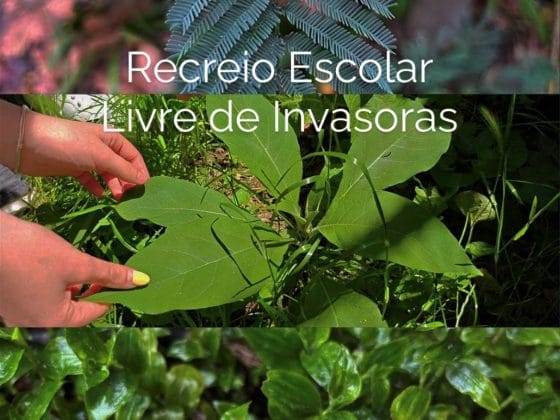 Balanço do Projeto Recreio Escolar Livre de Invasoras 2025/2026